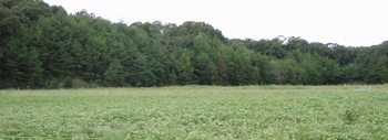 11092-4.jpg